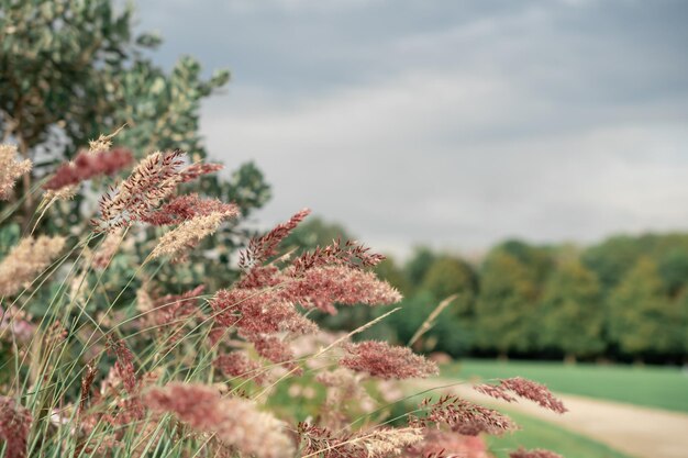 Pampas grass Reed Abstract natural background