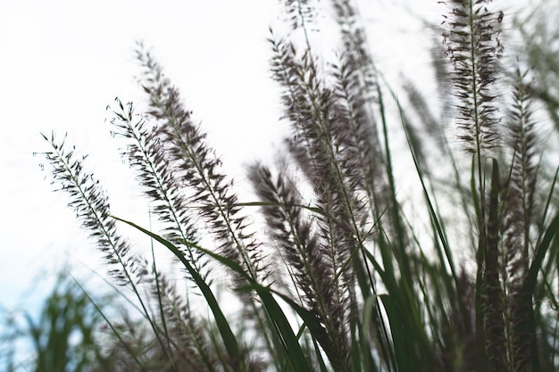 Pampas grass Reed Abstract natural background