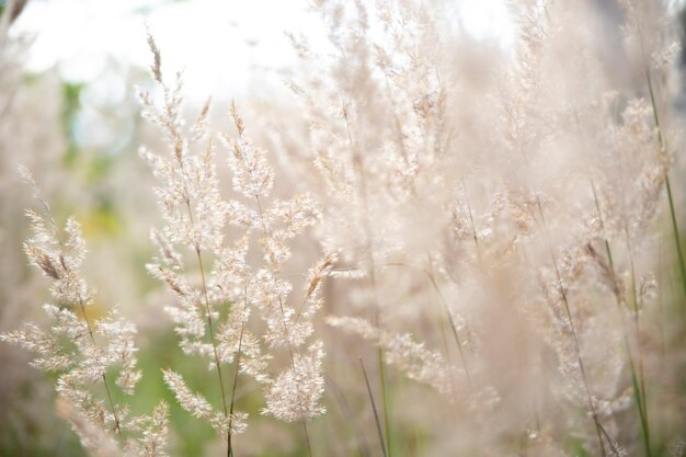 Pampas grass in the sky abstract natural background of soft plants cortaderia selloana moving in the