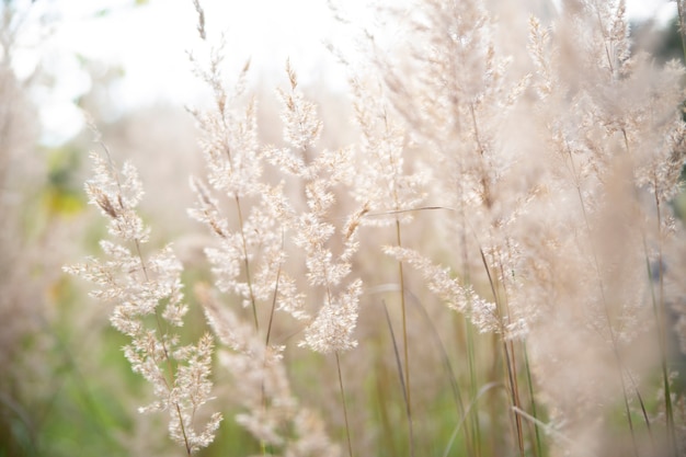 Pampas grass in the sky abstract natural background of soft plants cortaderia selloana moving in the