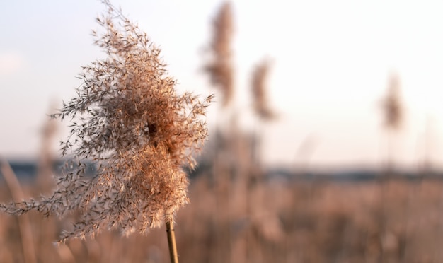 Pampas grass at sunset. Natural landscape of field with dry reed.