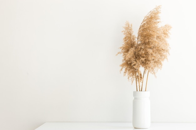 Pampas grass in a vase near white wall