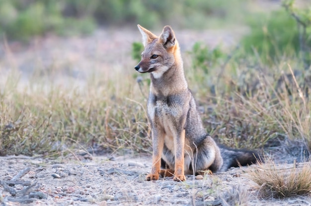 Pampas Grey fox in Pampas grass environment La Pampa province Patagonia Argentina