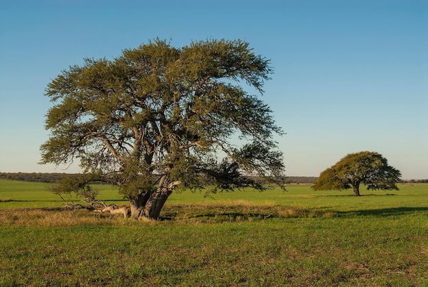 Pampas Landscape La Pampa Argentina