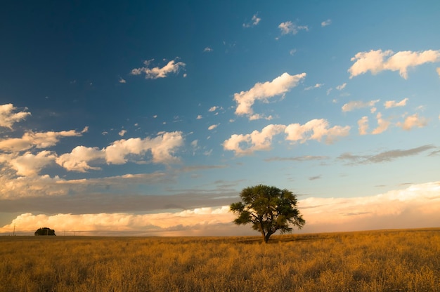 Pampas landscape, La Pampa Province, Patagonia, Argentina.