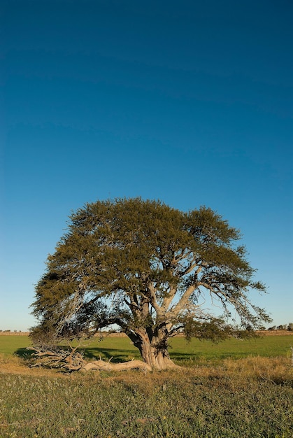 Pampas Landscape,  La Pampa Province, Patagonia,Argentina.