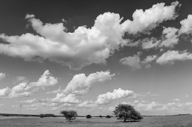 Foto pampas landschap patagonië argentinië