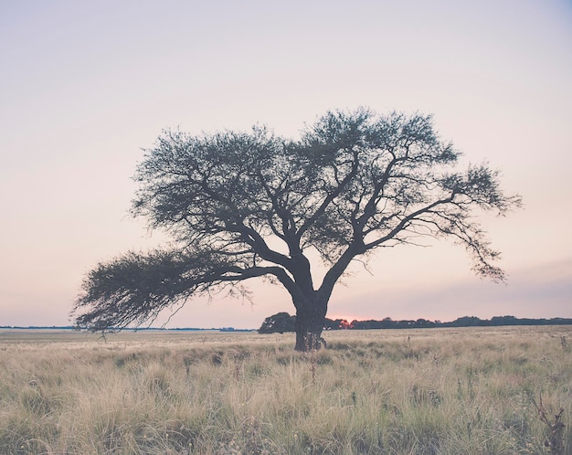 Pampas Plain Landscape