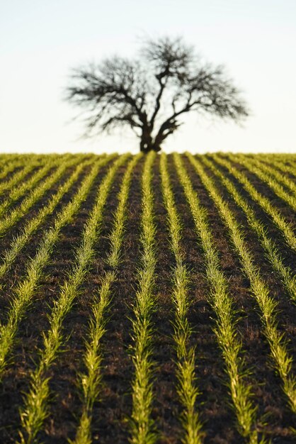 Pampas platteland zaaien directe rijen Argentinië