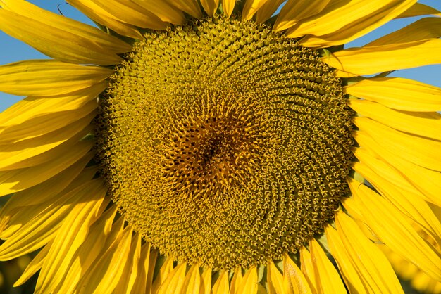 Pampas sunflower landscape la pampa province patagonia argentina