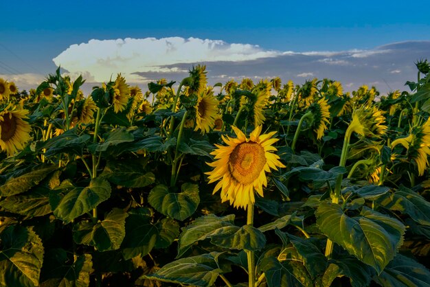 Pampas sunflower landscape La Pampa Province Patagonia Argentina