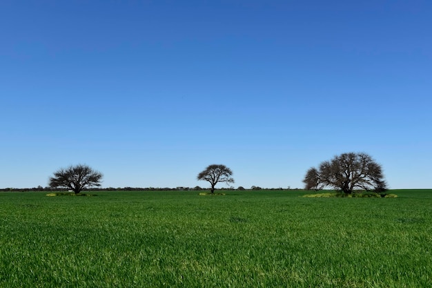 Pampas tree landscape La Pampa province Patagonia Argentina