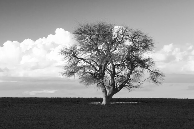 Pampas tree landscape La Pampa province Patagonia Argentina