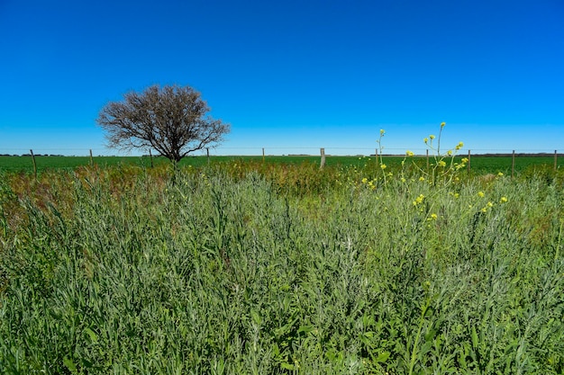 Pampas tree landscape La Pampa province Patagonia Argentina