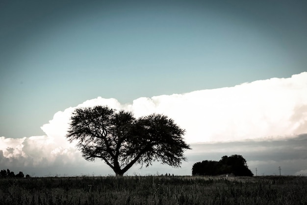 Pampas tree landscape at sunset La Pampa Province Argentina