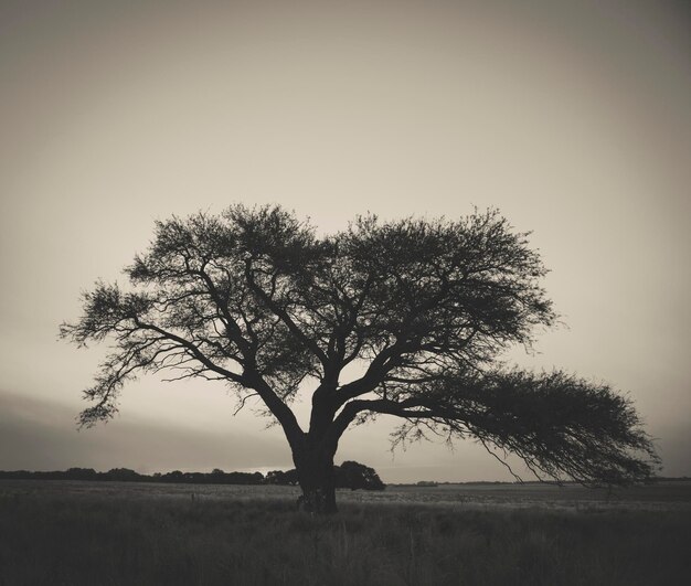 Pampas tree landscape at sunset La Pampa Province Argentina