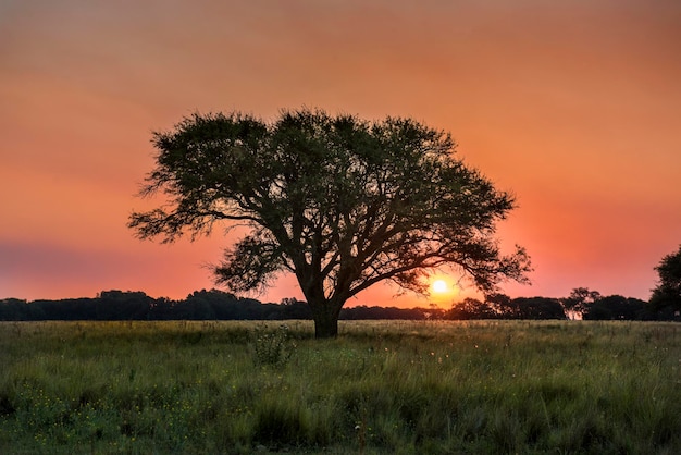 Photo pampas tree landscape at sunset la pampa province argentina