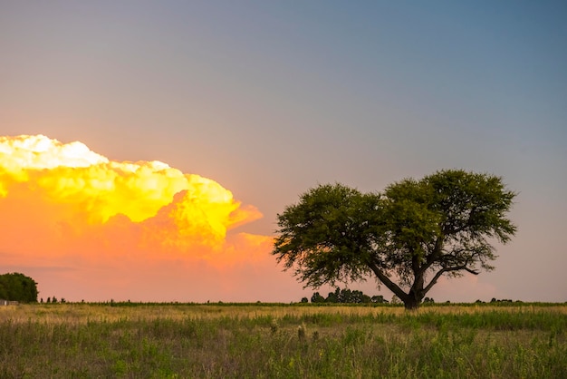 Foto pampas albero paesaggio con una tempesta in background la pampa provincia argentina