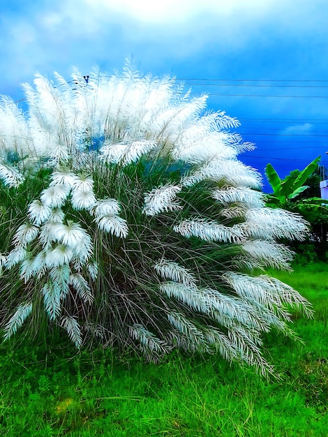 Photo pampas wind grass