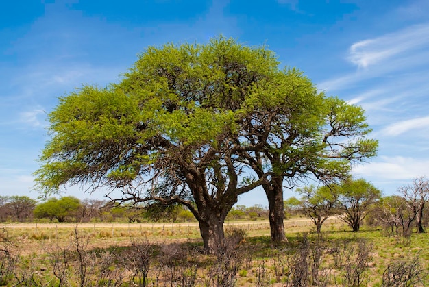 Pampasboom en graslandschap Provincie La Pampa, Argentinië