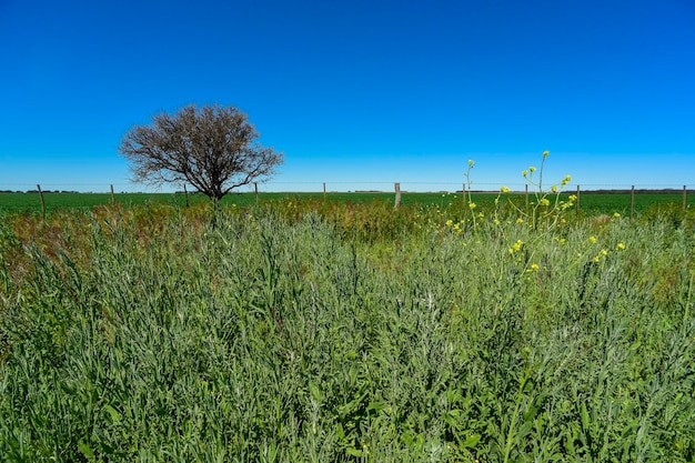Foto pampasboom landschap la pampa provincie patagonië argentinië