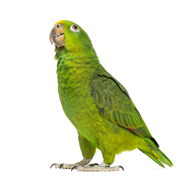 Panama Yellow-headed Amazon (5 months old) isolated on white