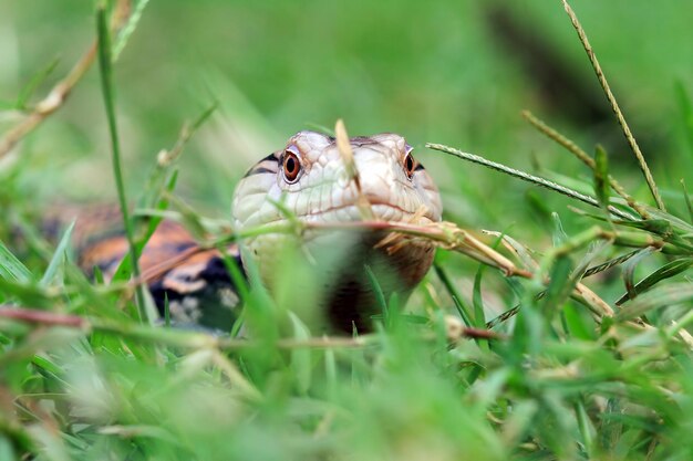 Panana lizard closeup face animal closeup reptile closeup