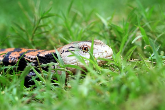 パナナトカゲのクローズアップ顔動物のクローズアップ爬虫類のクローズアップ