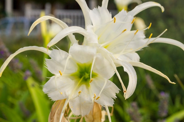 Pancratium maritimum, Nardo marÃ­timo