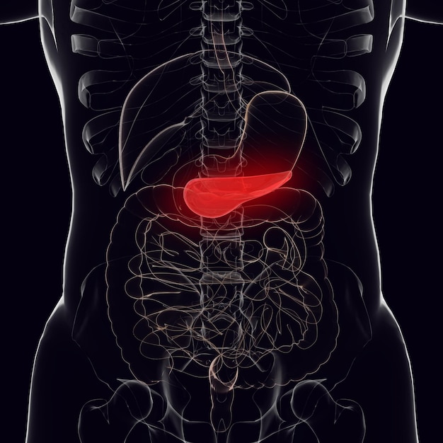 The pancreas is highlighted in red in the figure