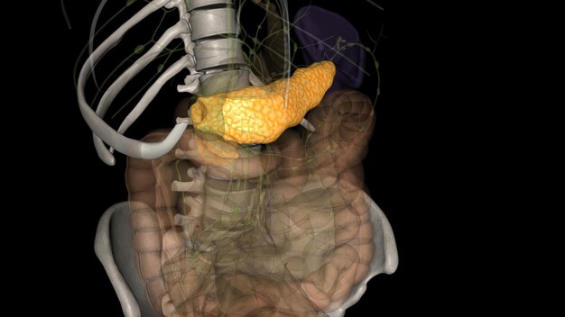 Photo the pancreas is an organ located in the abdomen