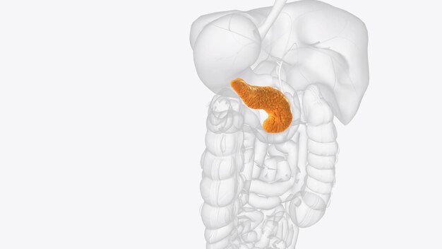 Foto il pancreas è un organo situato nell'addome