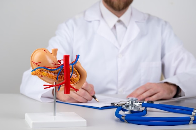 Pancreas mockup on work desk of doctor