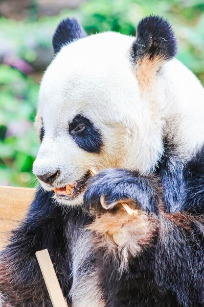 A panda bear at the chengdu panda research centre