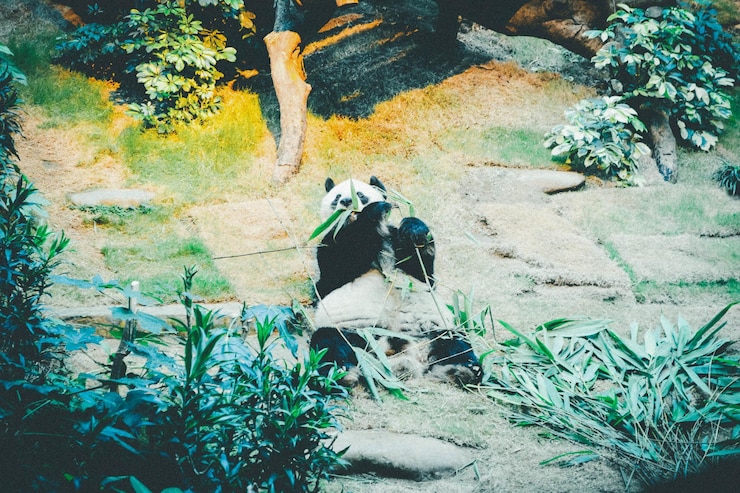 Photo panda bear lying on back eating eucalyptus