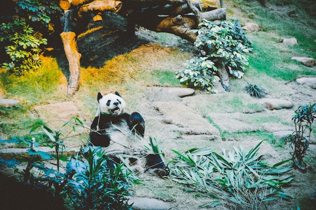 Foto orso panda sdraiato sulla schiena che mangia eucalipto