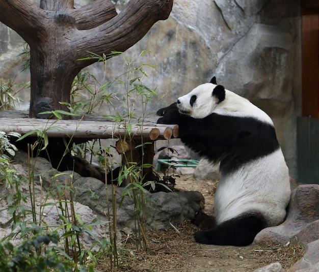 panda bear resting