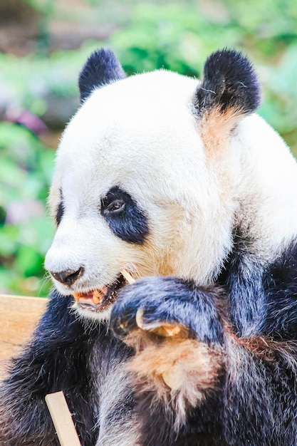 A panda bear with a big nose