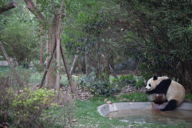 Foto il panda vicino allo stagno contro gli alberi.