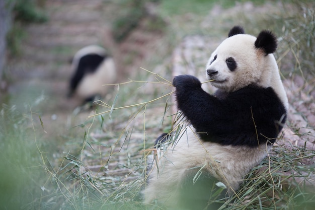 Photo panda eating bamboo plant in zoo