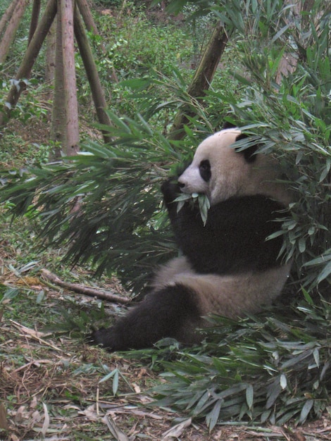 Photo panda eating in forest