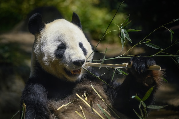 Foto panda eten