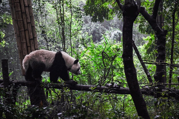 Panda in a forest