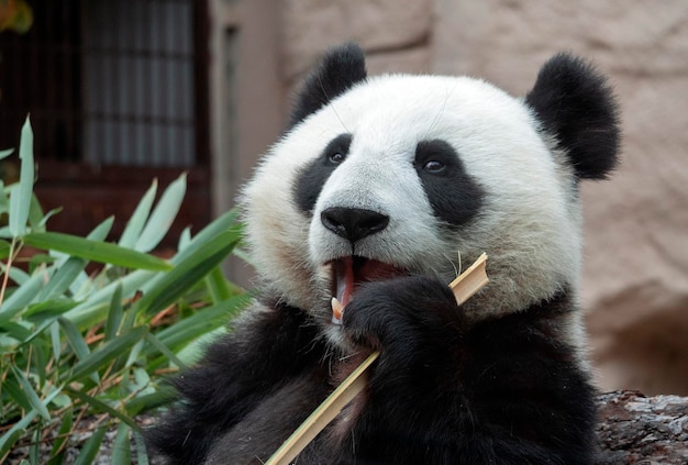 Panda gaat op een achtergrond van groen gras