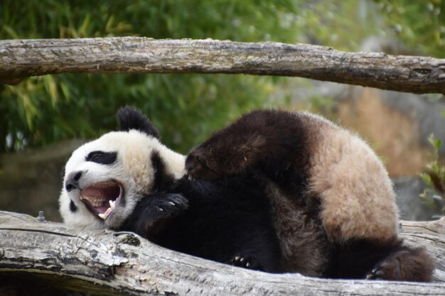 写真 動物園のパンダ