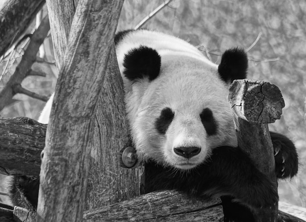 Panda op hout in de dierentuin