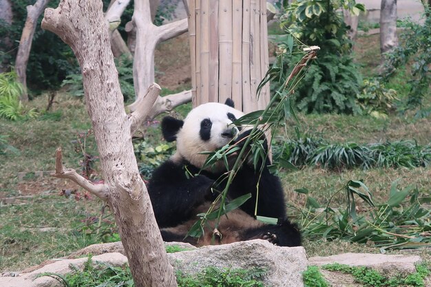 Foto panda seduto sul tronco di un albero nello zoo