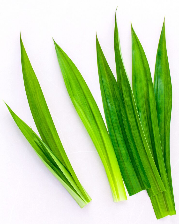 Pandan bladeren.