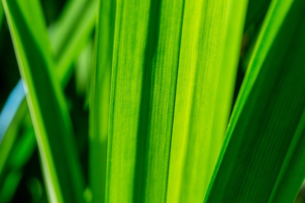 pandan leaf texture macro,close up green pandan leaf texture ( Pandanus amaryllifolius Roxb. )