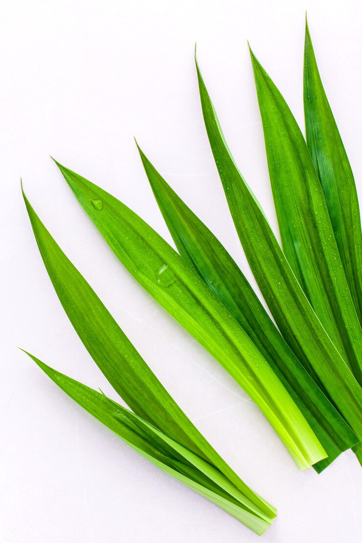 Pandan verlaat het plantaardige ingrediënt voor dessert en aromatherapie.